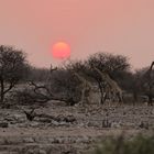 Giraffen auf ihrer abendlichen Wanderung zum Wasserloch