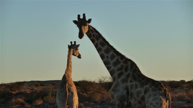 Giraffen, Augrabies Falls NP, Südafrika