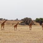 Giraffen