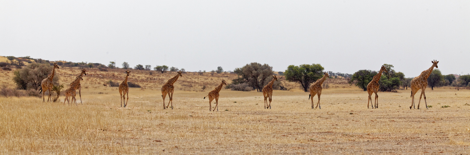 Giraffen