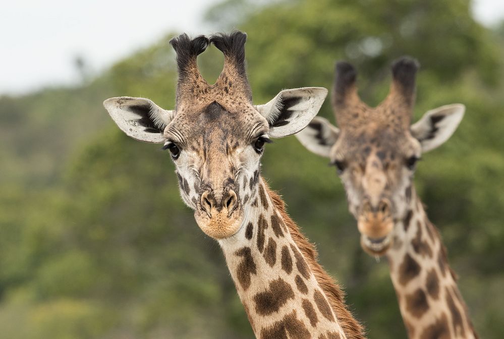 Giraffen Foto & Bild tiere, wildlife, säugetiere Bilder auf
