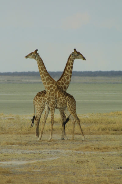 Giraffen