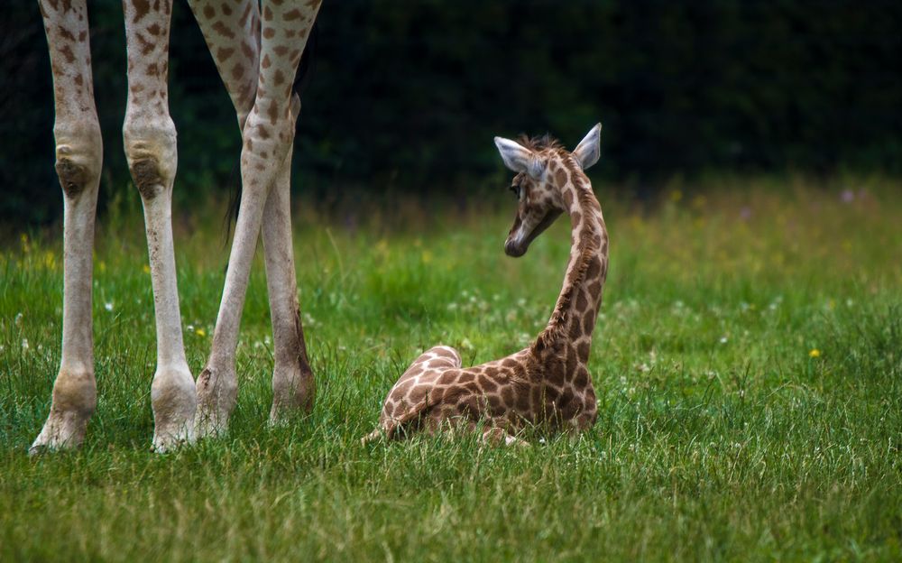 Giraffen-Baby...