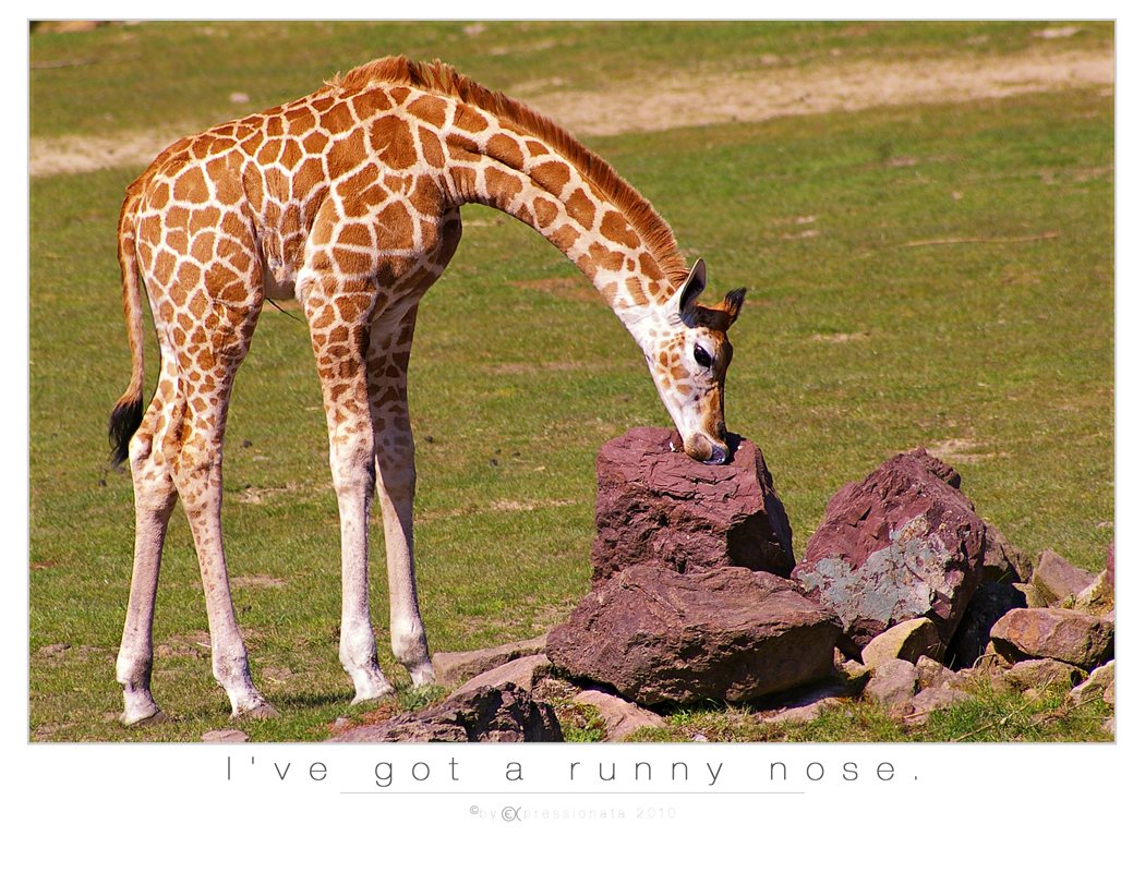 Giraffen Baby Kijome - Zoom Erlebniswelt