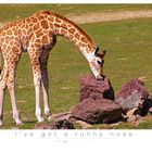 Giraffen Baby Kijome - Zoom Erlebniswelt