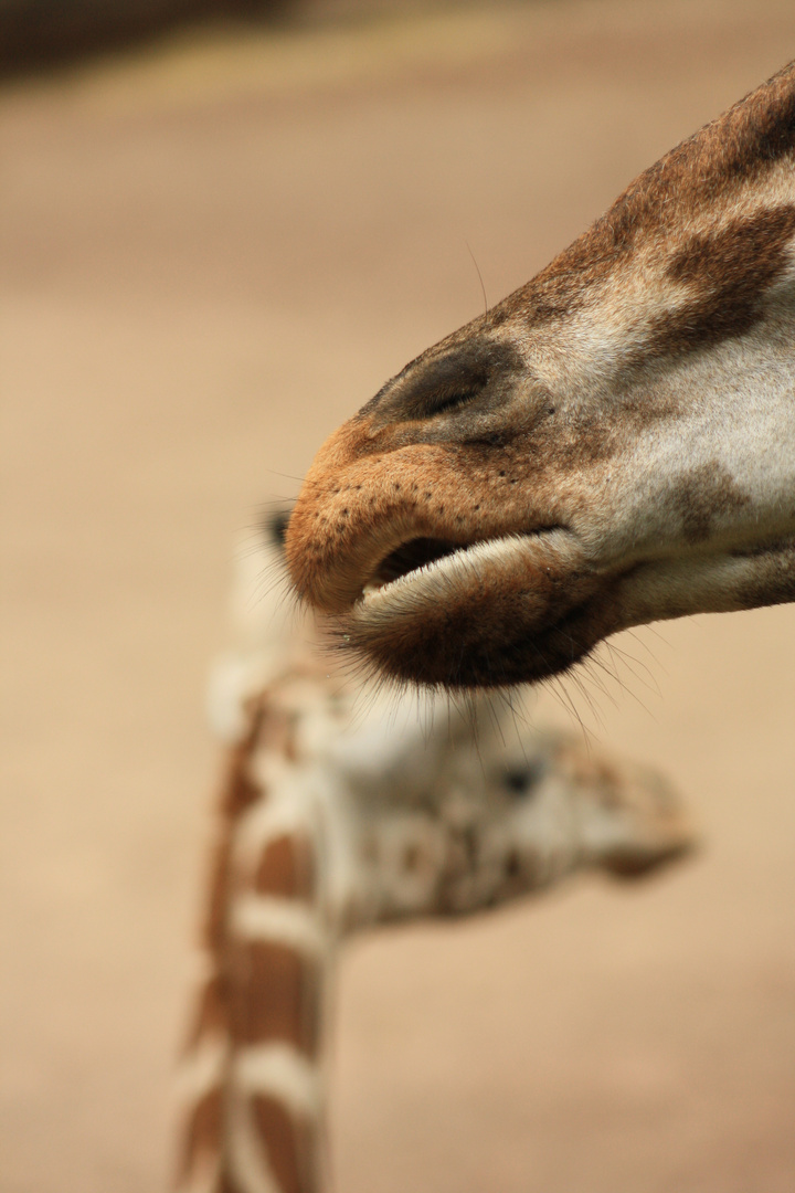 GIraffen-Bart