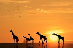 Giraffen