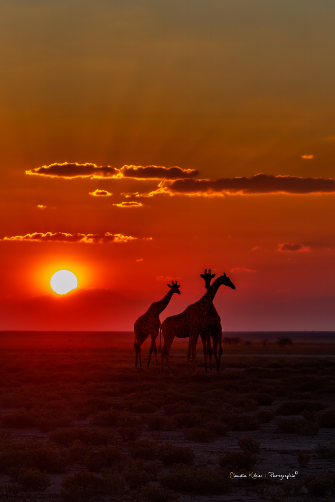 Giraffen bei Sonnenuntergang