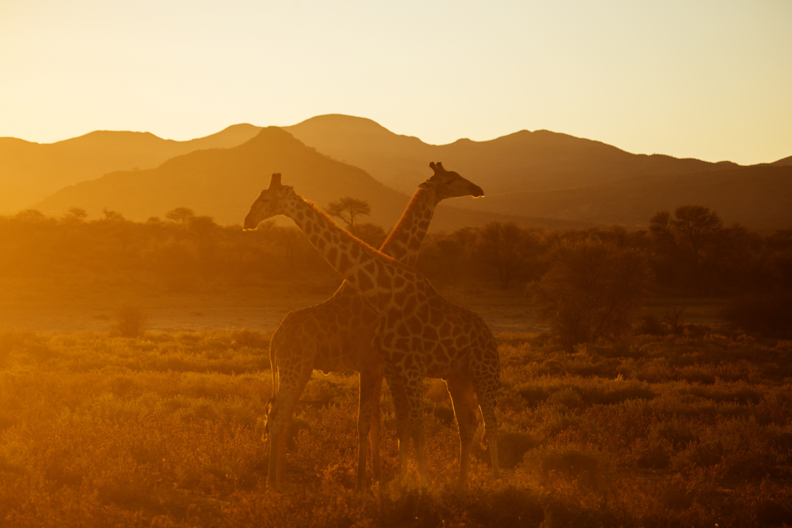 Giraffen bei Sonnenuntergang