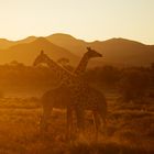 Giraffen bei Sonnenuntergang