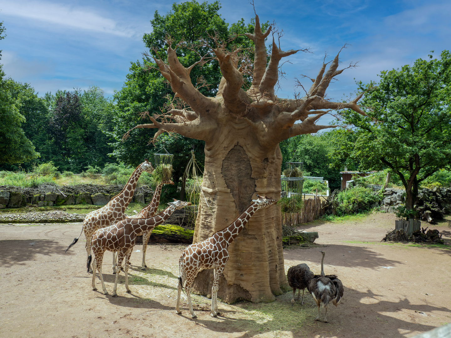 Giraffen beim Affenbrot