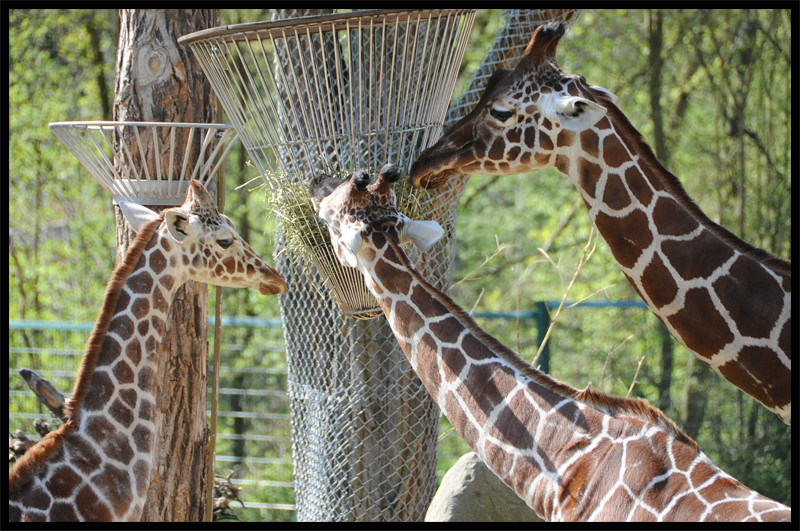 Giraffen beim Fressen