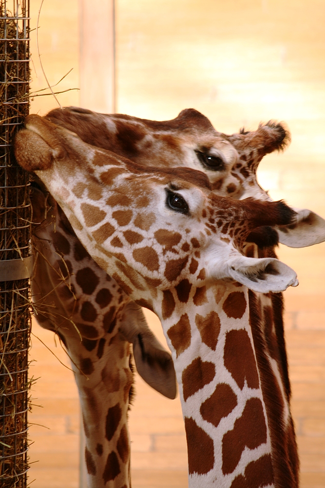 Giraffen beim Fressen im Rotterdamer Zoo (Niederlande) (19.03.2012)