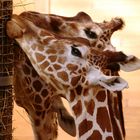 Giraffen beim Fressen im Rotterdamer Zoo (Niederlande) (19.03.2012)