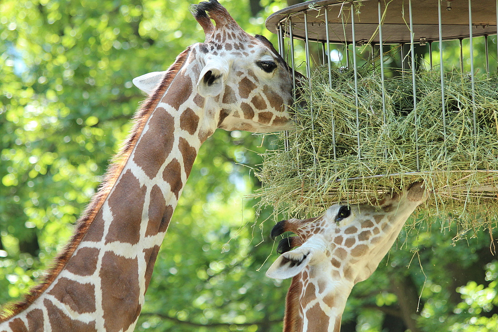 Giraffen beim Mittagessen