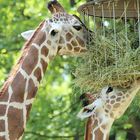 Giraffen beim Mittagessen