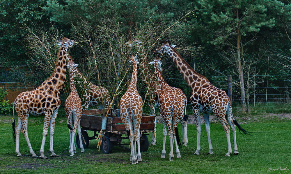 Giraffen beim Mittagsmahl