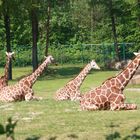 Giraffen beim Relaxen