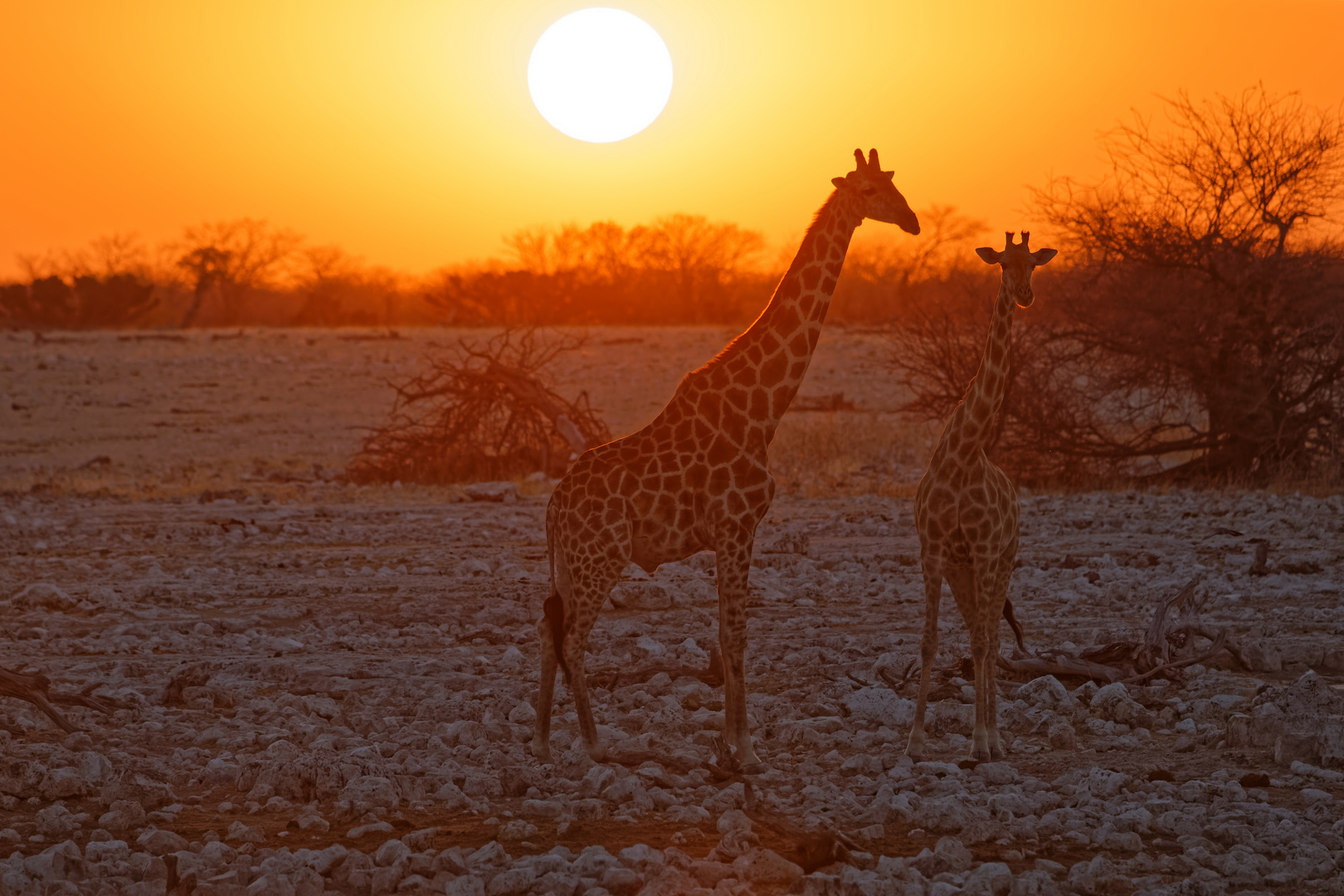 Giraffen beim Sonnenuntergang