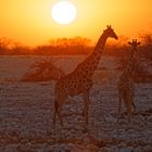 Giraffen beim Sonnenuntergang