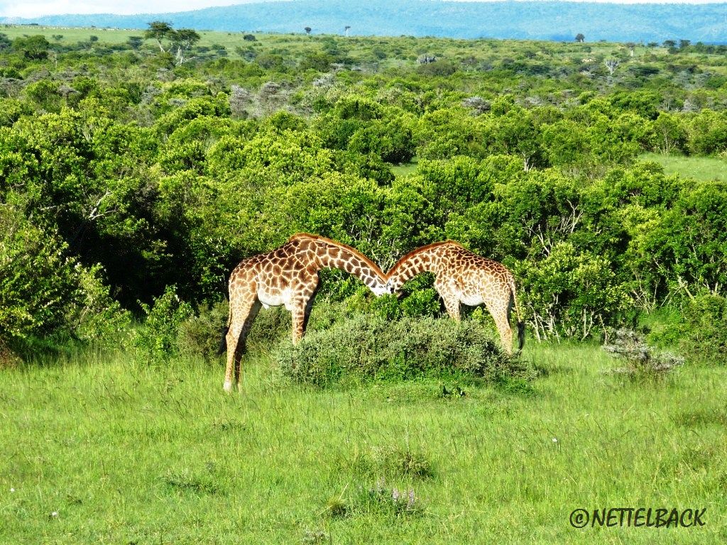 Giraffen beim Tuscheln