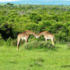 Giraffen beim Tuscheln