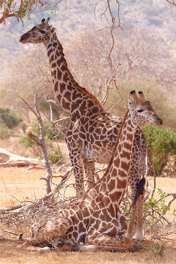 Giraffen beimRuhen