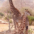 Giraffen beimRuhen