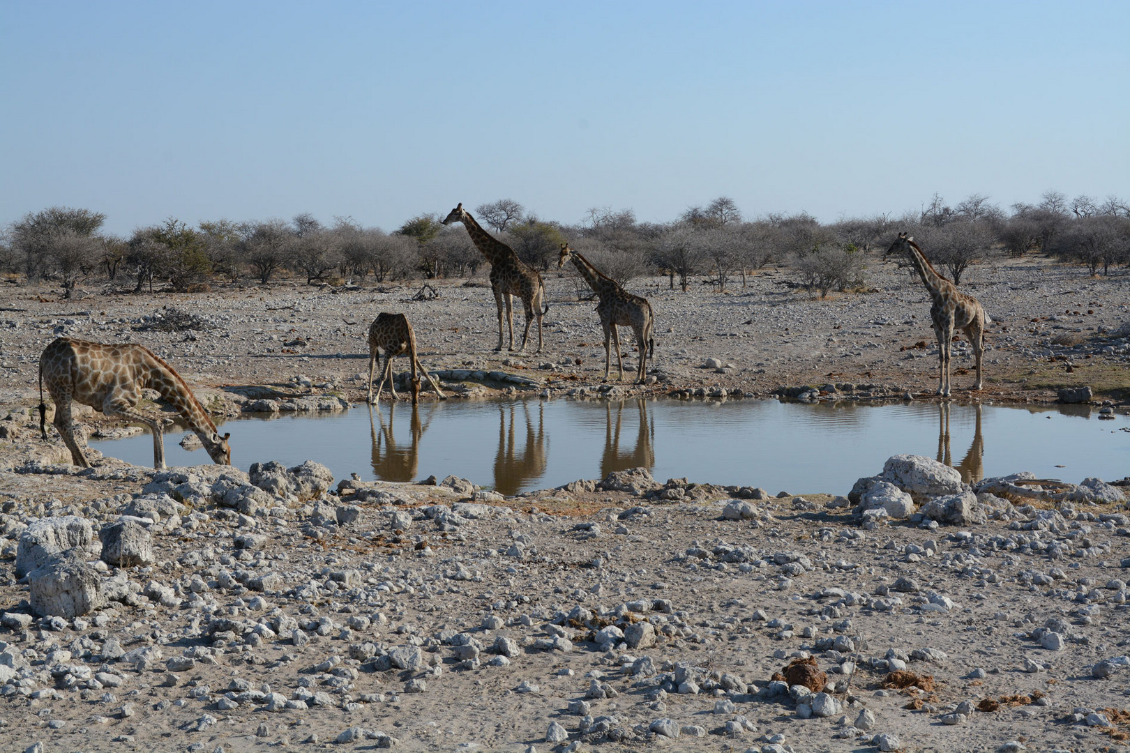 Giraffen benutzen zwei verschiedene Techniken zum Trinken