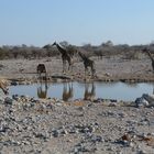 Giraffen benutzen zwei verschiedene Techniken zum Trinken