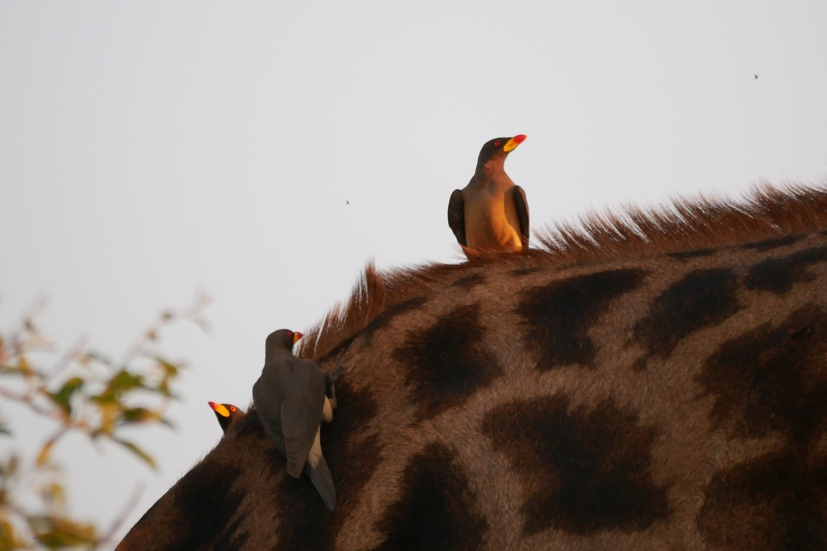 Giraffen-Besuch