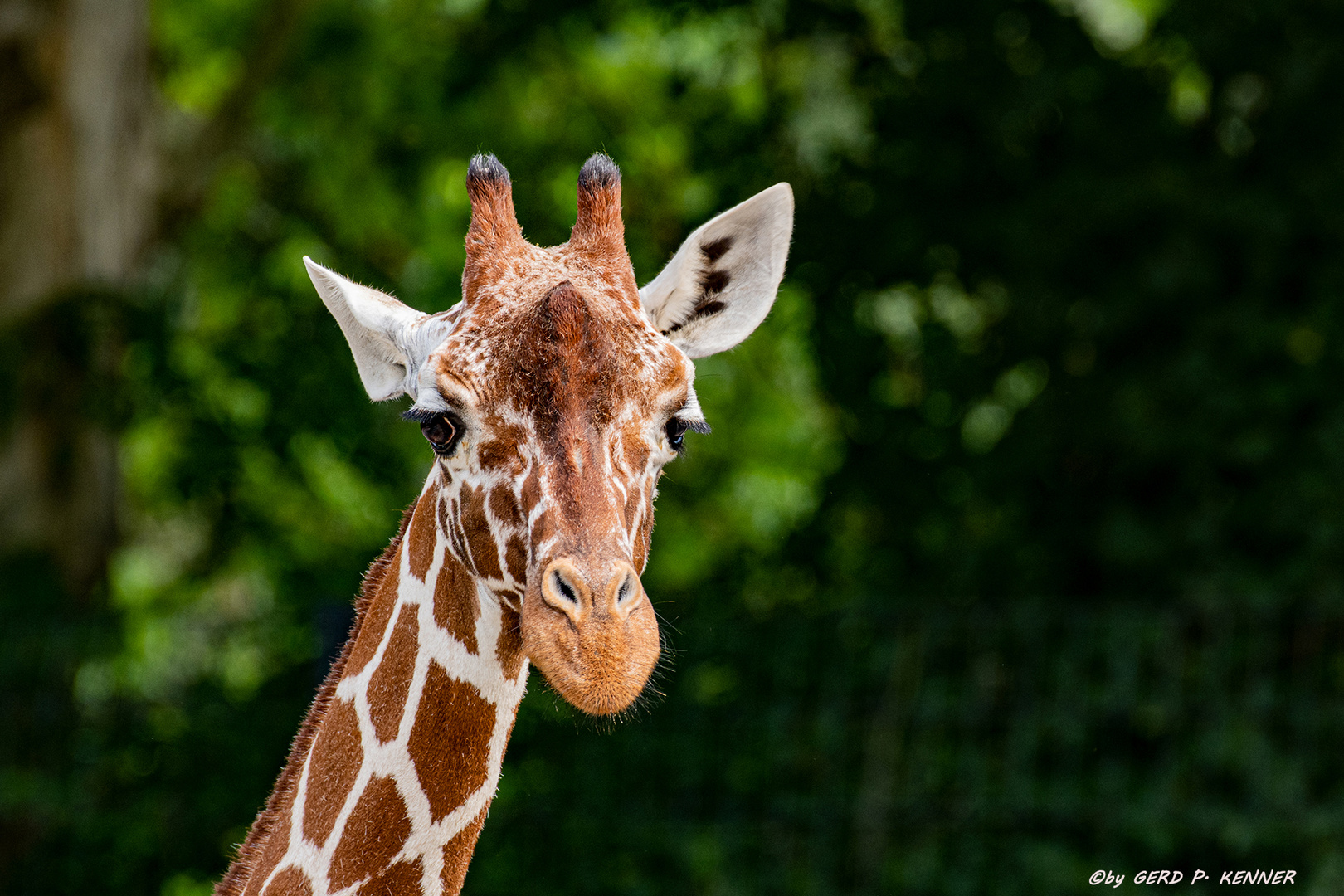 Giraffen _::_ Blick