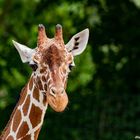 Giraffen _::_ Blick