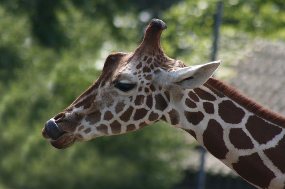 Giraffen brauchen kein Tempo, weil...