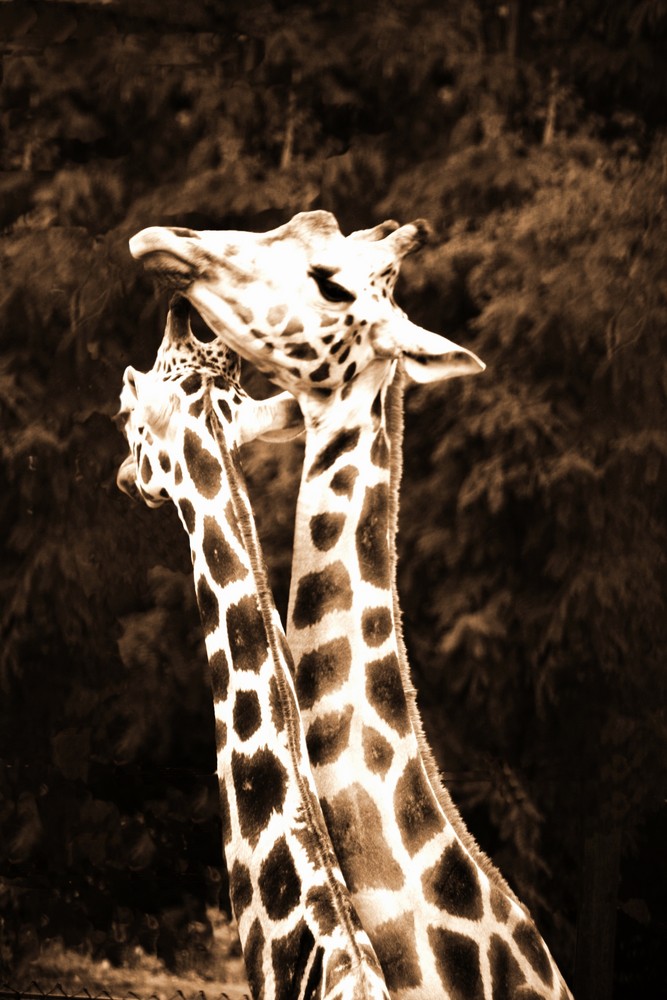 Giraffen brauchen liebe