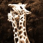 Giraffen brauchen liebe
