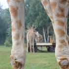 Giraffen