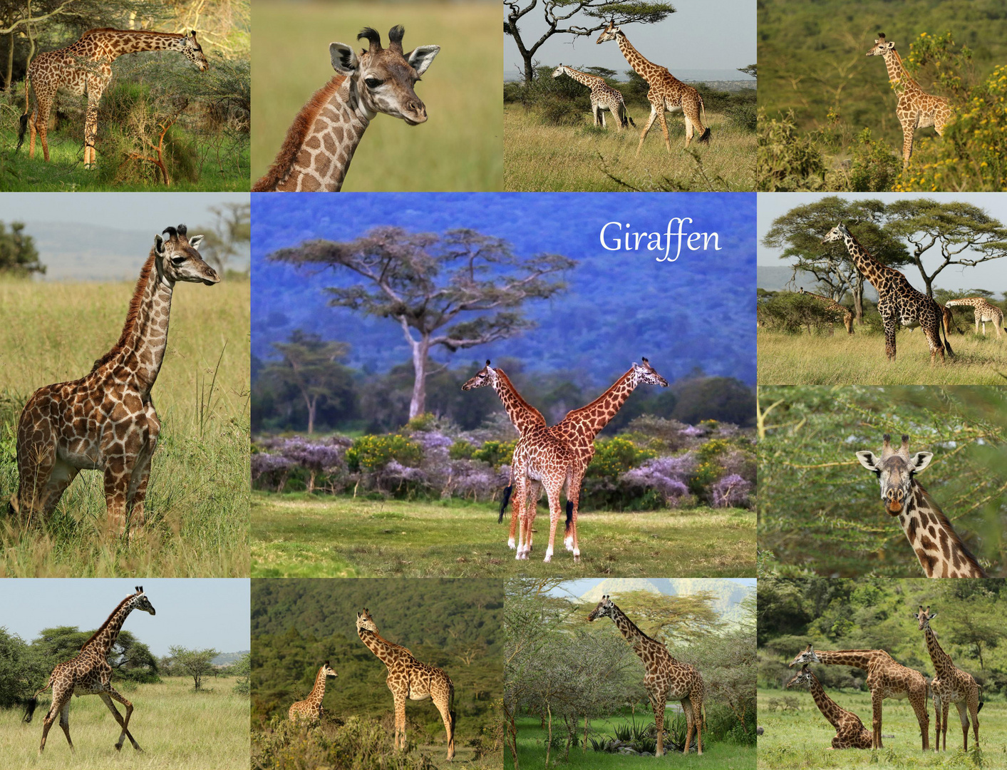 Giraffen...