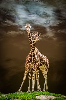Giraffen