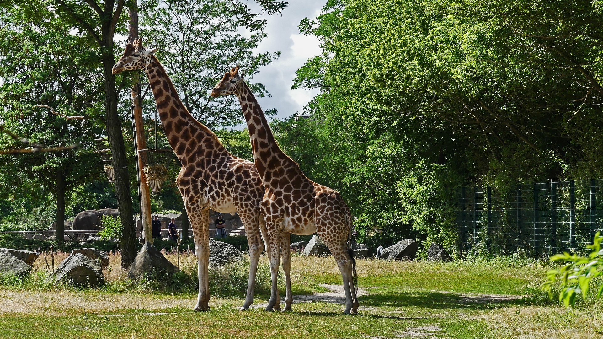 Giraffen