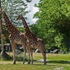 Giraffen