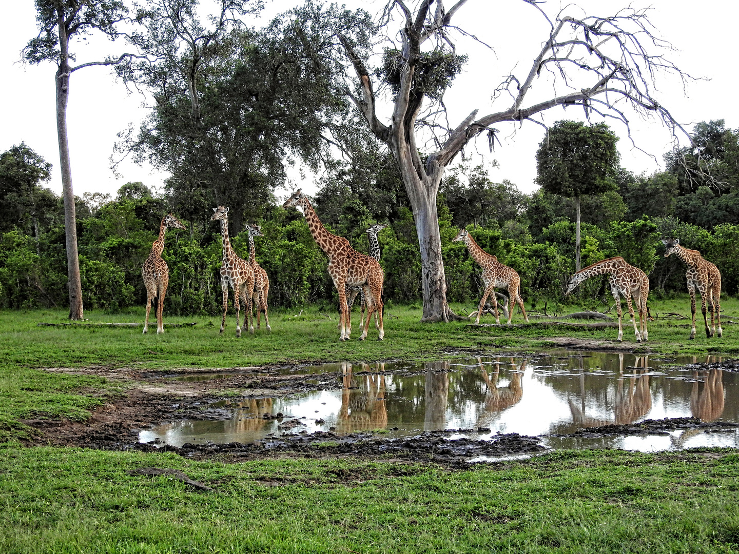 Giraffen