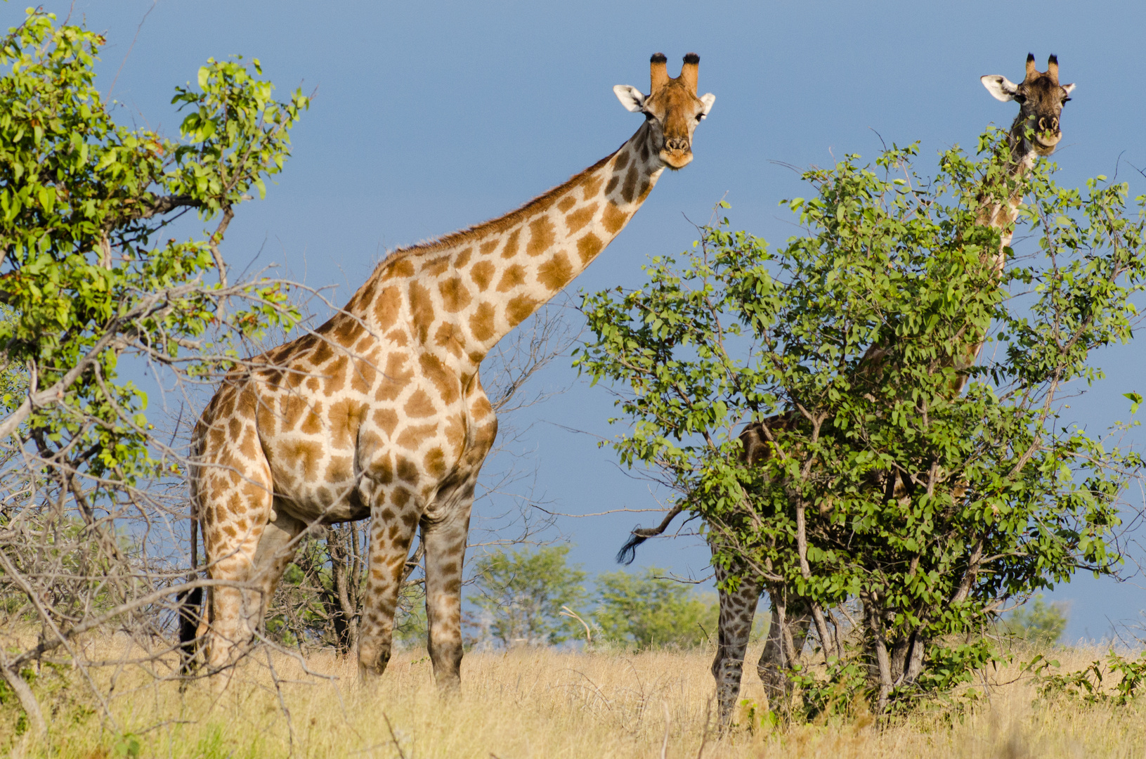 Giraffen Foto & Bild | africa, southern africa, namibia Bilder auf fotocommunity