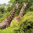 Giraffen