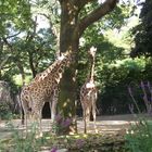 Giraffen