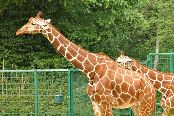 Giraffen