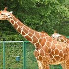 Giraffen