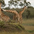 Giraffen Duell
