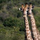 Giraffen-Duett