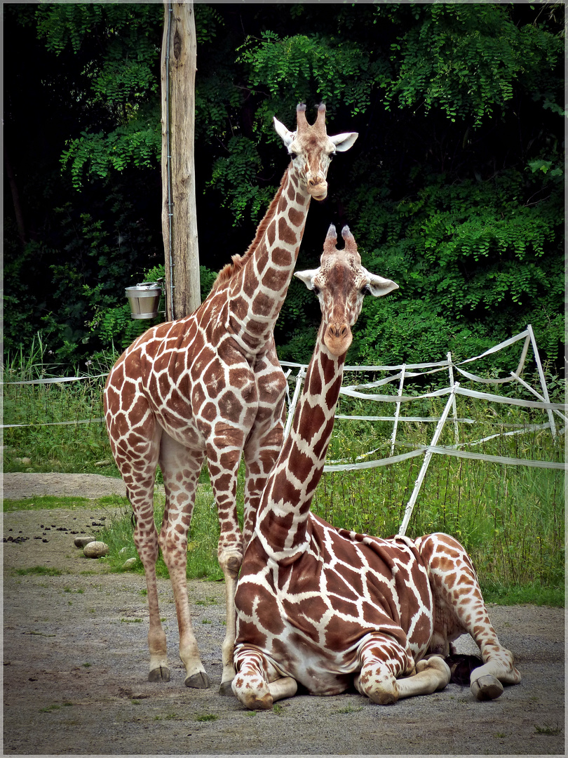 Giraffen-Duo